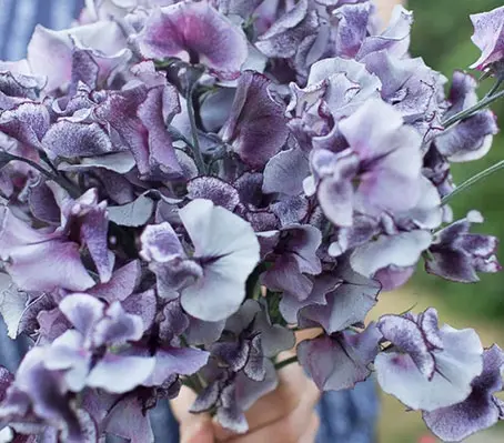 Nimbus wears its stormy dark-blue violet highlights sprayed against a cream background.