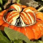 Squash 'Turkish Turban'-0