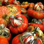 Squash 'Turkish Turban'-19372