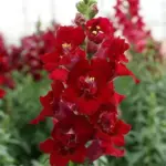 'Crimson' produces stunning open-faced double flowers in the deepest, velvet red.