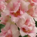 Antirrhinum majus 'F1 DoubleShot Appleblossom' -0