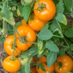 Cold, drought and disease resistant the plants reliably bears fruit steadily throughout the season .