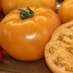 Tomato 'Arancia' is a beautifully rounded, orange-yellow tomato with an average weight of around 175 grams