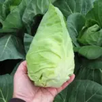 Cabbage 'Cape Horn F1' -0