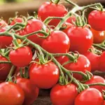 Tomato 'Cerise' -19479