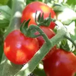 Tomato 'Cerise' is a fantastic cherry variety that produces heavy crops of long trusses of small bite sized fruits