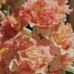 Antirrhinum 'F1 DoubleShot Peach' is a new series of snapdragons, perfect for use in the garden or as a cut flower.
