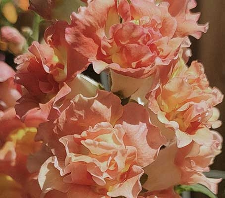 Antirrhinum 'F1 DoubleShot Peach' is a new series of snapdragons, perfect for use in the garden or as a cut flower.