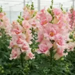 Antirrhinum majus 'F1 DoubleShot Appleblossom' -19515