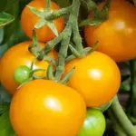 Tomato 'Golden Queen' Organic-0