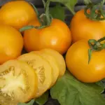 Tomato 'Golden Queen' Organic-19484