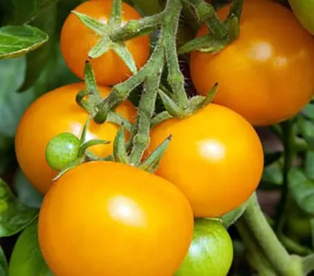 Tomato 'Golden Queen' Organic-0