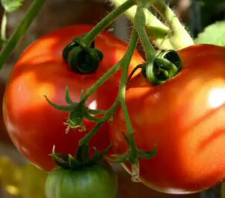 Tomato 'St Pierre produce good quality, full flavoured fruits with the right balance of low-sweet and low-acid and a superior flavour.