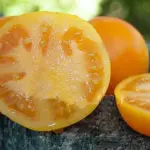 Golden, deep honey coloured, the flesh is soft and fleshy, with a sweet and intense flavour.