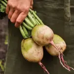 The 'Watermelon Radish' of historic China - the 10cm round roots have white and green skin.