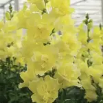 Antirrhinum majus 'F1 DoubleShot Yellow' -19542