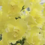 Antirrhinum 'F1 DoubleShot Yellow' is a new series of snapdragons, perfect for use in the garden or as a cut flower.