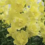 'Yellow' produces stunning open-faced double flowers in a beautiful sunshine yellow