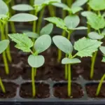 Cucumber seeds germinate best if kept at 20*C (68*F).
