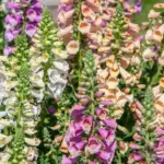 The flowers produce a central stem from which each of the flowers open from the bottom upwards.