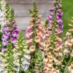 Digitalis 'Dottie' produces flowers in gorgeous colours just 20 to 24 weeks from sowing.