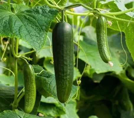 Akito F1' is a popular all female variety of ridge-cucumber which gives high yields of slender bitter-free fruits.