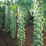 'Igor F1' is an exceptionally high-yielding variety, with tall, strong stems packed with sweet, nutty sprouts.