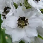 Delphinium 'Magic Fountains White with Dark Eye'-0