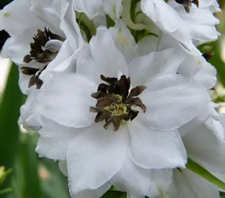 Delphinium 'Magic Fountains White with Dark Eye'-0