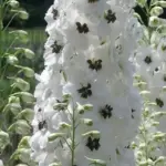 An elegant delphinium with densely packed flower spires of white blooms each with a central dark bee.