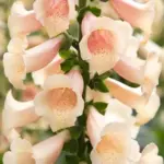 'Dottie Peach' produce soft peach, open flowers with interior spotting