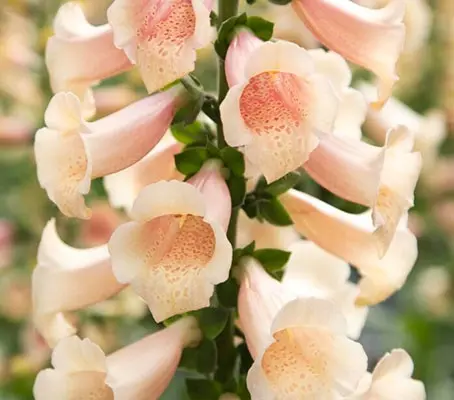 'Dottie Peach' produce soft peach, open flowers with interior spotting