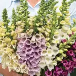 Digitalis purpurea 'F1 Camelot Rose' -19558