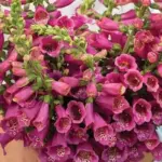 Digitalis purpurea 'F1 Camelot Rose' -0