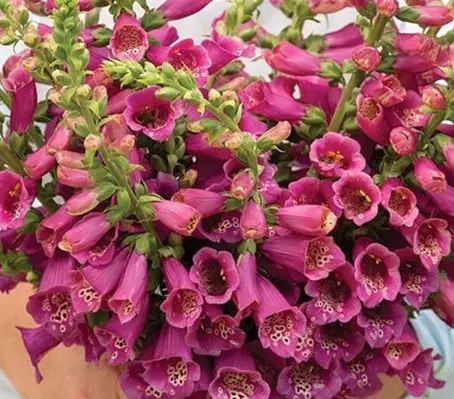 Digitalis purpurea 'F1 Camelot Rose' -0