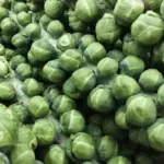 They can be harvested from 95 to 180 days.