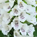 Digitalis purpurea 'F1 Camelot White' -0
