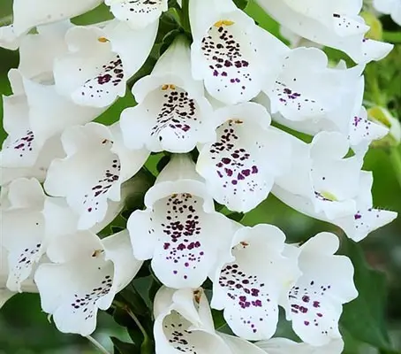 Digitalis purpurea 'F1 Camelot White' -0