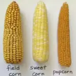 Corn, Popcorn 'Plomyk' -19618