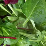 Spinach 'Gamma' Organic -0