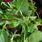 Spinach 'Gamma' Organic -19591