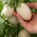 Aubergine 'Japanese White Egg' Organic-19603