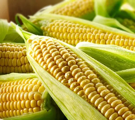 Sweetcorn 'Tasty Sweet F1' is a great, early, super sweet and delicious variety.