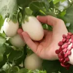 Aubergine 'Japanese White Egg' Organic-0