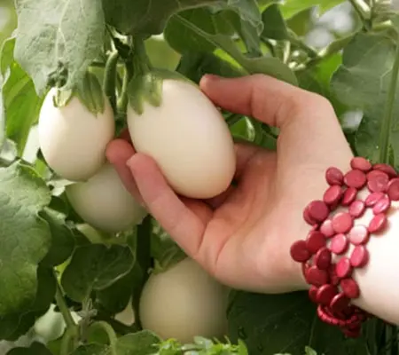 Aubergine 'Japanese White Egg' Organic-0