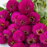 Zinnia elegans, 'Oklahoma Carmine'-0