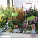 Their compact growth makes them perfectly sized for containers or the border.