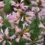 'Arizona Sunset' produces delicate blooms in sunset colours of pink, lavender and peach.