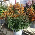 Agastache hybrida 'Arizona Sandstone'-19645