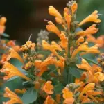 Agastache hybrida 'Arizona Sandstone'-0